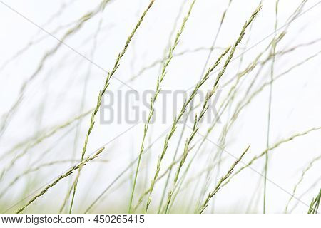 Green Wheats On The Summer Field With White Background