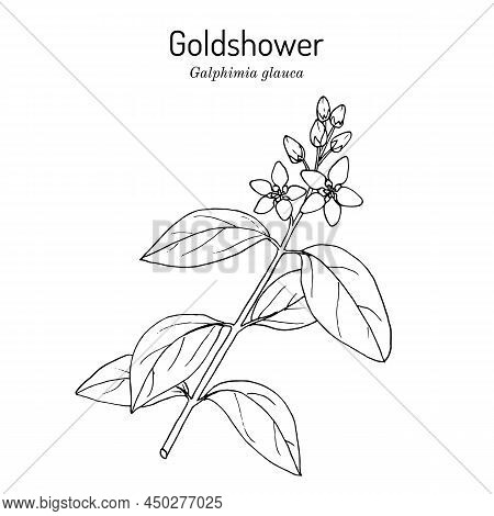 Goldshower Galphimia Or Thryallis Glauca , Medicinal And Ornamental Plant. Hand Drawn Botanical Vect