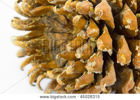 Kæmpe Coulter fyr (pinus Coulteri) kegle, Close Up.