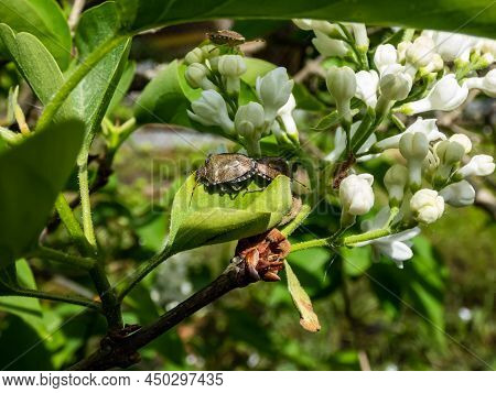 Close-up Shot Of A Couple Of The Adult Sloe Bugs Or Hairy Shieldbugs (dolycoris Baccarum) Mating On 