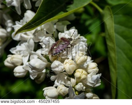 Macro Of The Adult Of The Sloe Bug Or Hairy Shieldbug (dolycoris Baccarum) Common Form On A White Fl