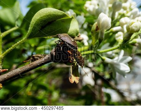 Close-up Shot Of A Couple Of The Adult Sloe Bugs Or Hairy Shieldbugs (dolycoris Baccarum) Mating On 