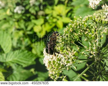 Macro Shot Of A Metallic Rose Chafer Or The Green Rose Chafer (cetonia Aurata) Crawling On A White F