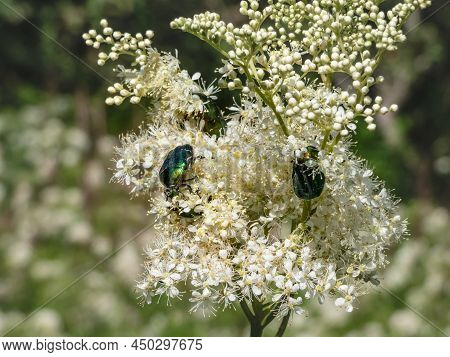 Macro Shot Of A Group Of Metallic Rose Chafers Or The Green Rose Chafers (cetonia Aurata) Crawling O