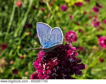 Close-up Of Adult Male Of The Common Blue Butterfly Or European Common Blue (polyommatus Icarus) Wit