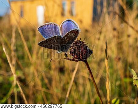Close-up Of The Adult Common Blue Butterfly Or European Common Blue (polyommatus Icarus) With Visibl