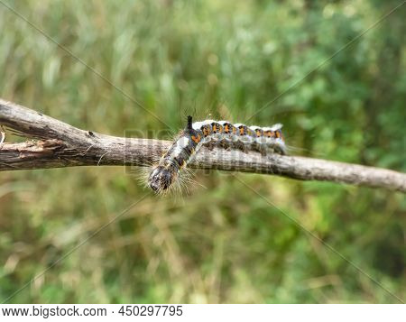 Macro Shot Of The Caterpillar Of The Grey Dagger (acronicta Psi) On A Branch Outdoors In Bright Sunl