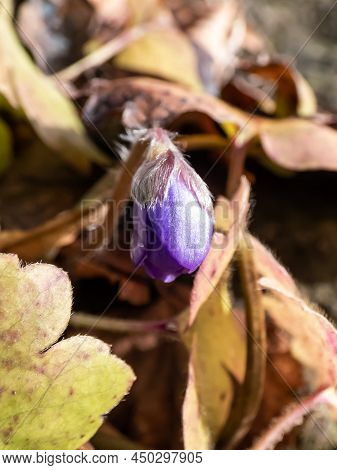 Beautiful Macro Shot Of A First Single Wildflower Large Blue Hepatica (hepatica Transsilvanica) Star
