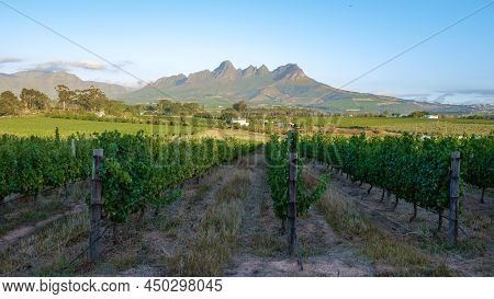 Vineyard Landscape At Sunset With Mountains In Stellenbosch, Near Cape Town, South Africa. Wine Grap