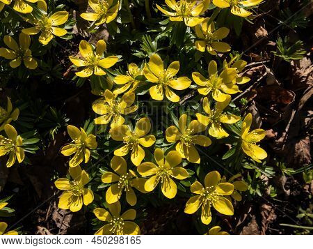 Macro Of A Group Of The Winter Aconite (eranthis Hyemalis) Flowers In Full Bloom With Fully Open Pet