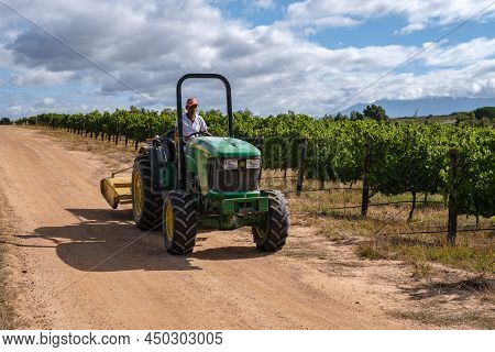 Stellenbosch February 2022, Farmer At Vineyardat Sunset With Mountains In Stellenbosch, Near Cape To