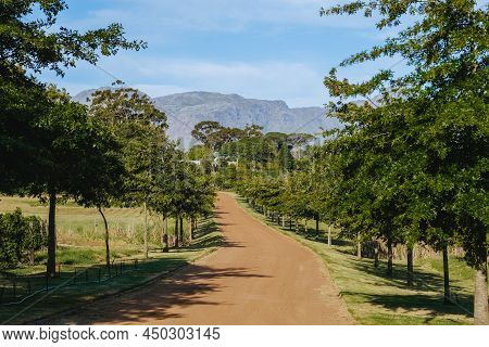 Vineyard Landscape At Sunset With Mountains In Stellenbosch, Near Cape Town, South Africa. Wine Grap