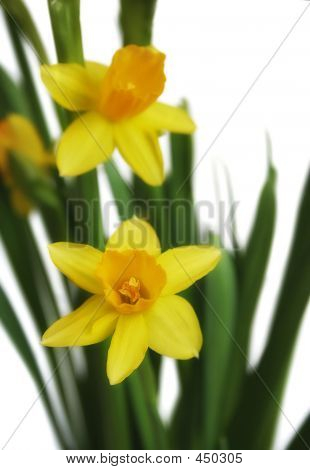 Narcisy
