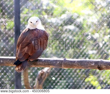 One Of The Eagles Stands On A Ledge. In The Blur Background