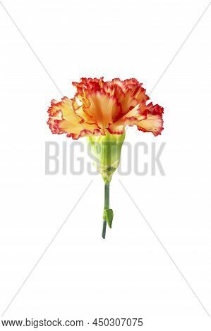 Variegated Red And Orange Carnation Flowers Isolated On White Background