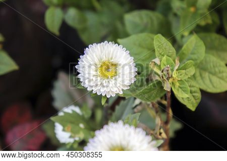 Close-upwhite Colour  Aster Pompon Flower In India