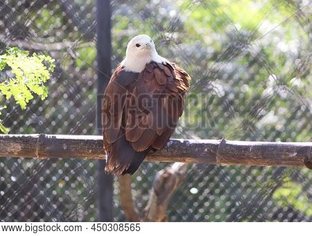 One Of The Eagles Stands On A Ledge. In The Blur Background