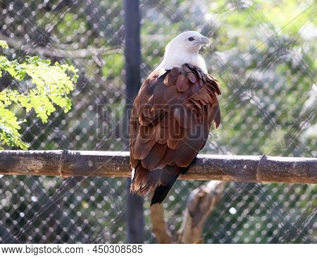 One Of The Eagles Stands On A Ledge. In The Blur Background