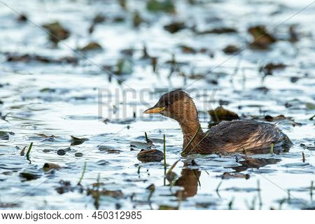 A Cute Little Grebe (tachybaptus Ruficollis) Swimming On A Small Pond (isonzo, Italy)