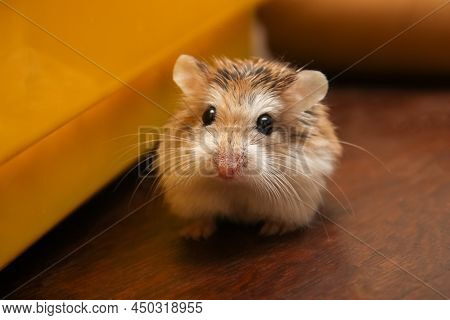 Cute Dwarf Hamster It Is Out The Cage - Roborovski Hamster