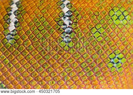 scales detail of Juvenile Emerald tree boa Corallus caninus