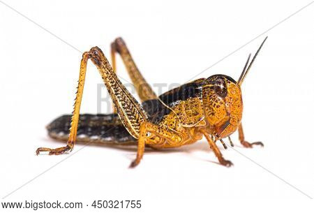 Crysalis stage of locust, Schistocerca gregaria, isolated