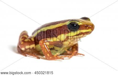 Anthony's poison arrow frog, Epipedobates anthonyi