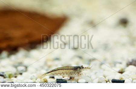 Close Up Of An Amano Shrimp In An Aquarium.