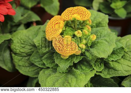 Colorful Calceolaria Integrifolia Plant In The Garden