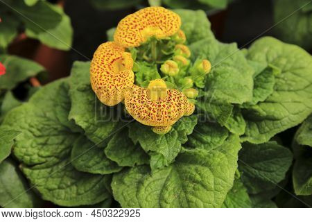 Colorful Calceolaria Integrifolia Plant In The Garden