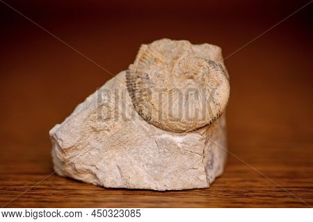 A Piece Of Stone Enclosed Remains Of A Fossilized Fossil From A Bygone Era.