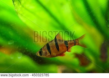Close Up Of A Five Girdle Barb. A Barb In The Aquarium.