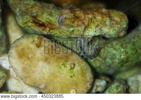 Small Live Crayfish Hidden In The Substrate In A Marine Aquarium.
