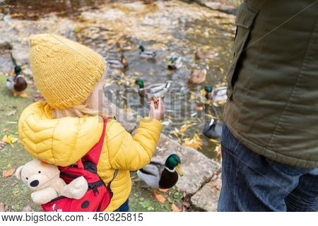 A Toddler Girl Is Feeding Ducks With A Piece Of Bread Next To Water