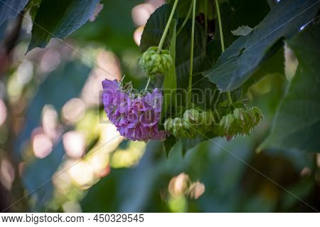 Pink Snowballs Of Blossoming Dombeya X Cayeuxii Tropical Tree Close Up