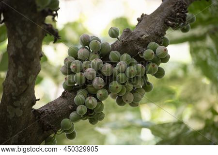 Fruits And Leaves Of Tropical Mosaic Fig Tree Ficus Aspera