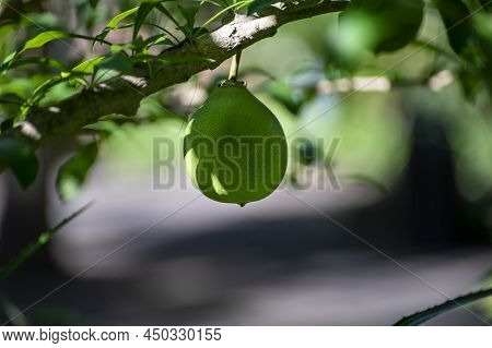 Green Fruits Hanging On Crescentia Cujete Or Calabash Tree In Tropical Garden