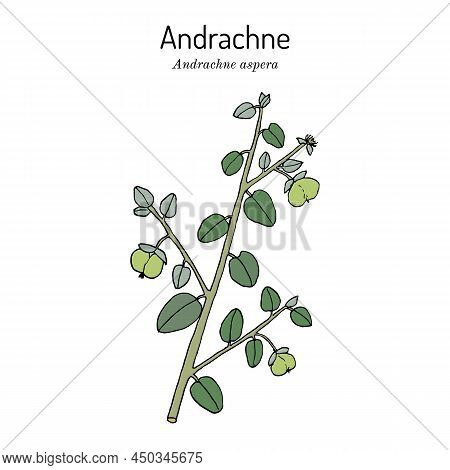 Andrachne Andrachne Aspera , Medicinal Plant. Hand Drawn Botanical Vector Illustration
