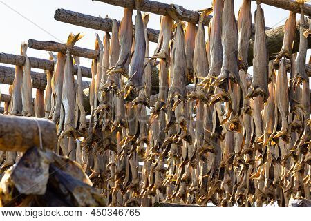 Close Up Of Cod Fish Drying On Traditional Wooden Racks In Lofoten Islands, Norway, Europe
