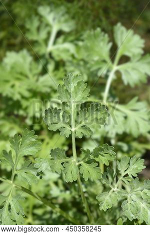 Common Wormwood Green Leaves In The Garden