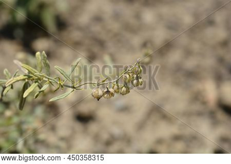 Rock Rose Fire Dragon Seed Pods In The Garden