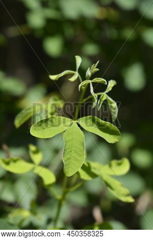Dalmatian Laburnum Branch With Green Leaves In The Spring