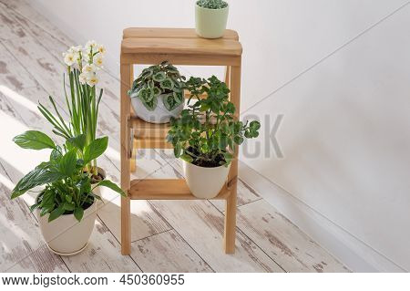 The House Plants On Wooden Ladder Indoor