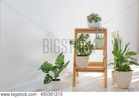 The House Plants On Wooden Ladder Indoor