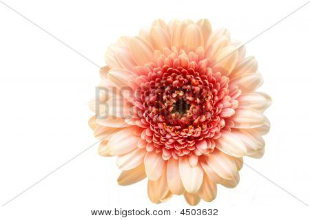 Lichte roze bloem Gerber op de witte achtergrond