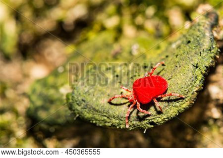 Giant Red Velvet Mite - Dinothrombium Spp.