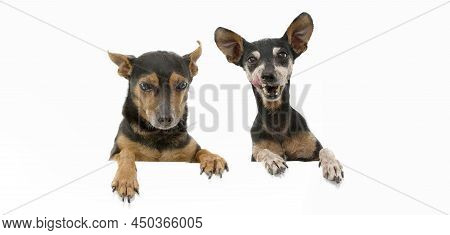 Two Senior Pinscher Dogs With Paws Edge Of Blank Sign. Isolated On White Background.