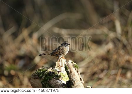 Dunnock (prunella Modularis) Also Commonly Referred To As A Hedge Sparrow