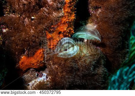 Even Without Fish, The Reef Has A Lot To Offer