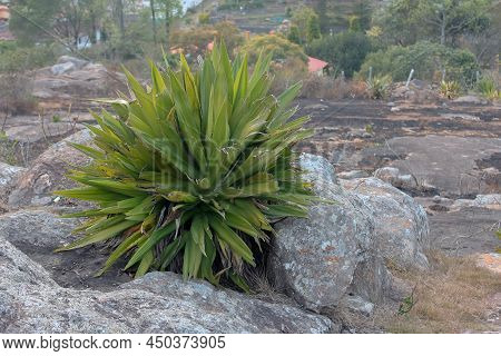 View Of Rocky Area Along The Hilly Region In Yercaud, Tamil Nadu. Selective Focus.